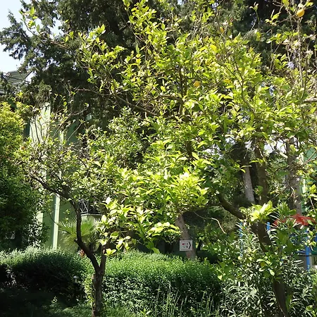 Larissa Beldibi Beldibi (Kemer)